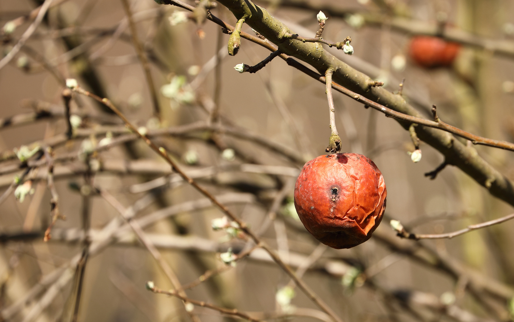 wurmstichiger Apfel hängt noch im Frühling