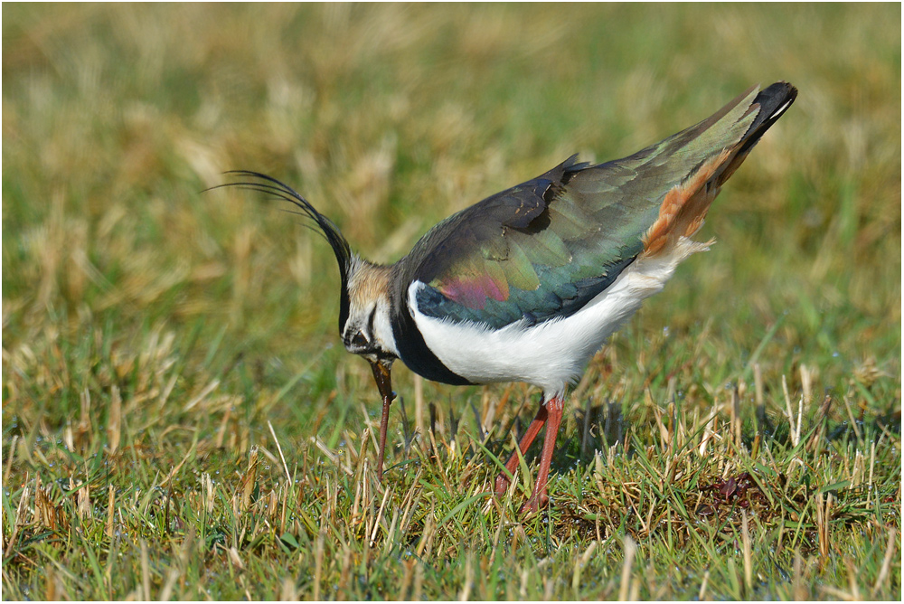 "Wurmziehen"