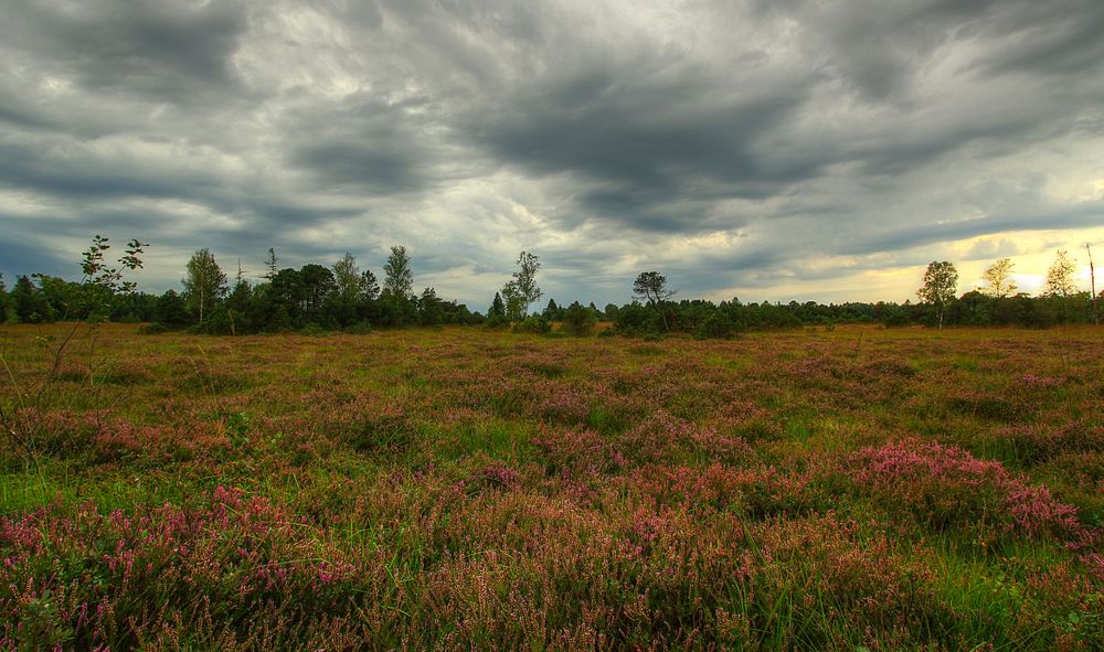 Wurzacher Ried Foto & Bild landschaft, moor, heide Bilder auf