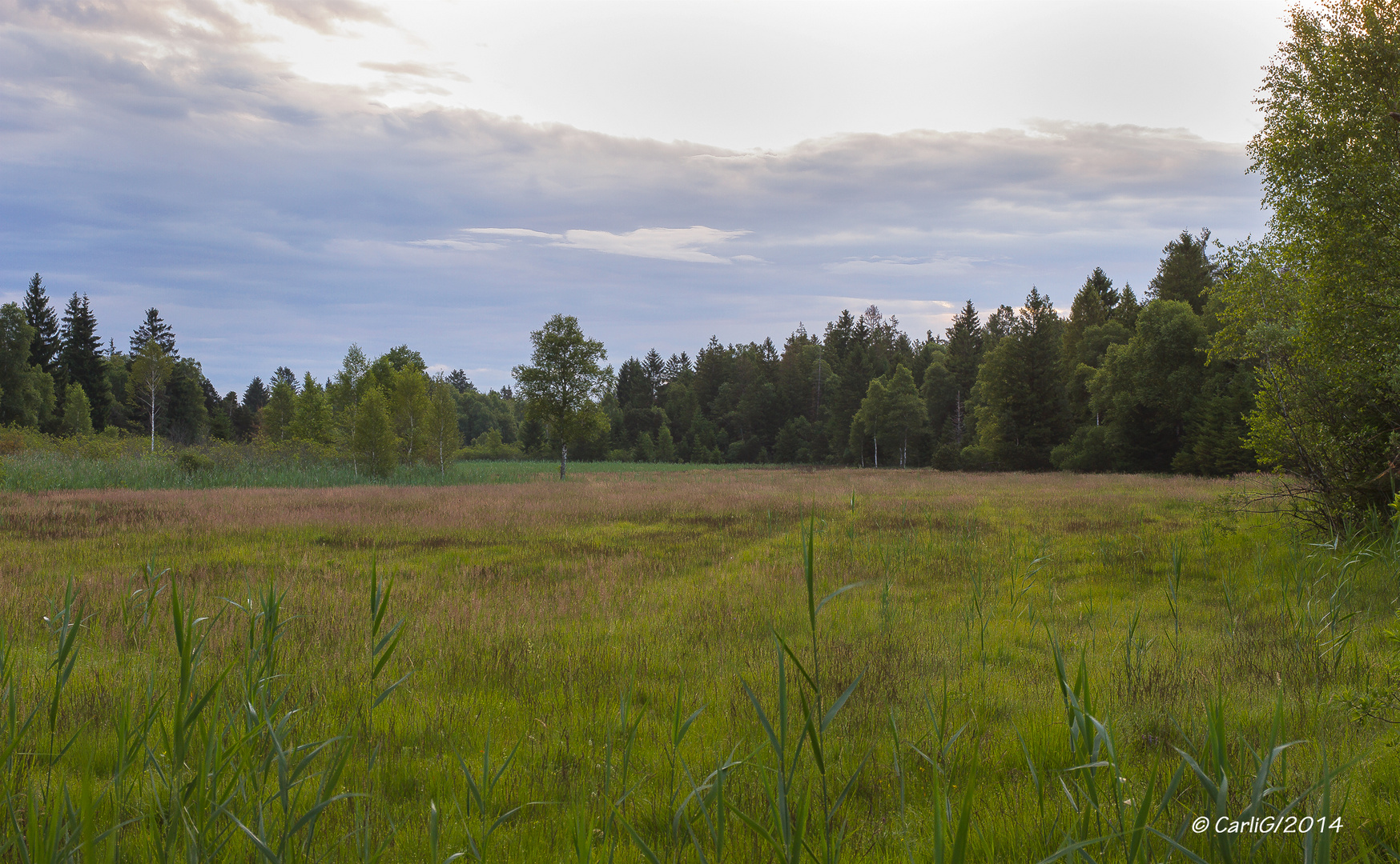 Wurzacher Ried morgens um Sechs