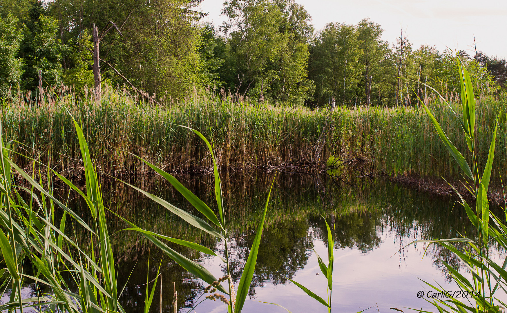 Wurzacher Ried – Stuttgarter See