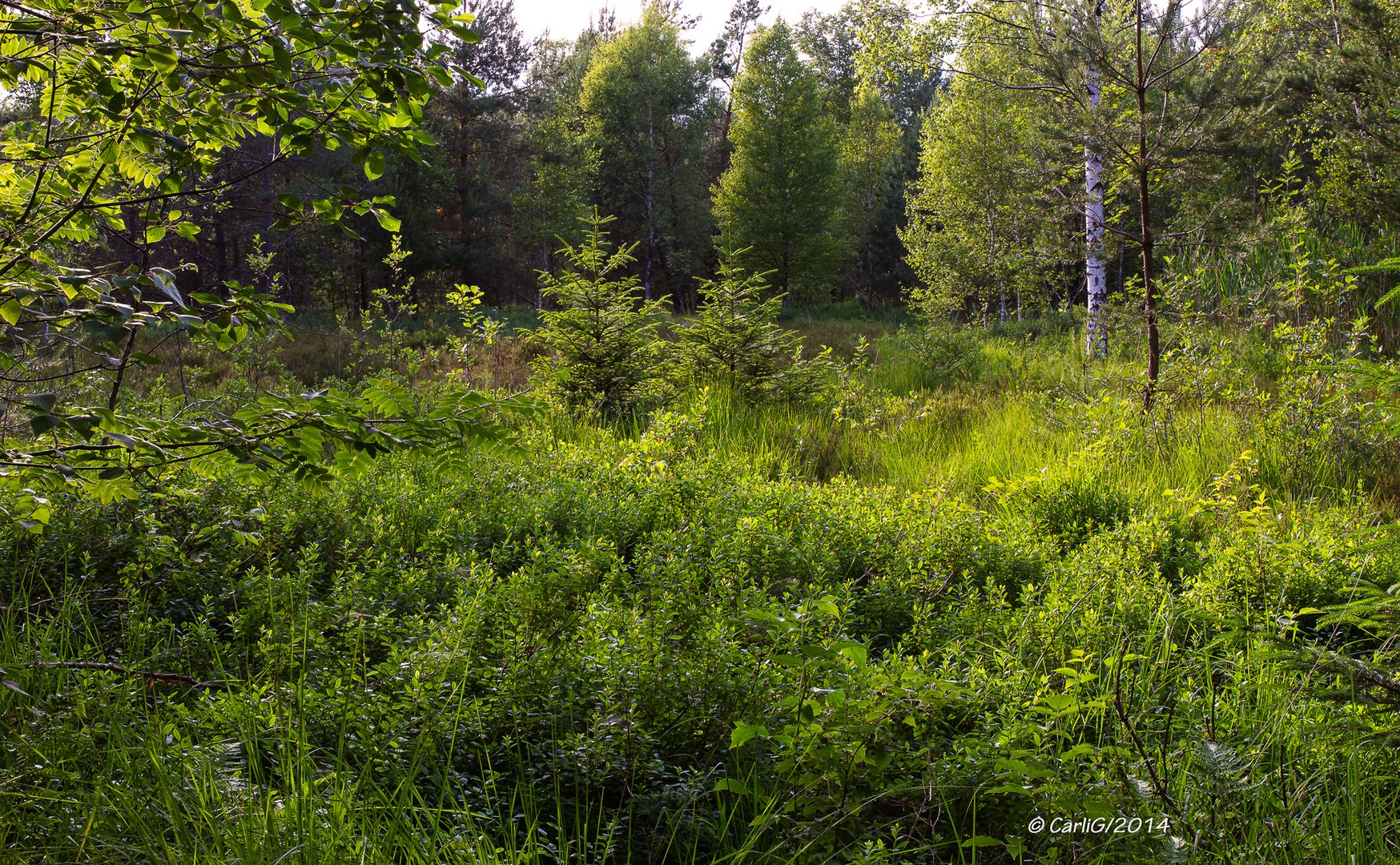 Wurzacher Ried – Wanderweg Nr. 1