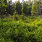 Wurzacher Ried – Wanderweg Nr. 1