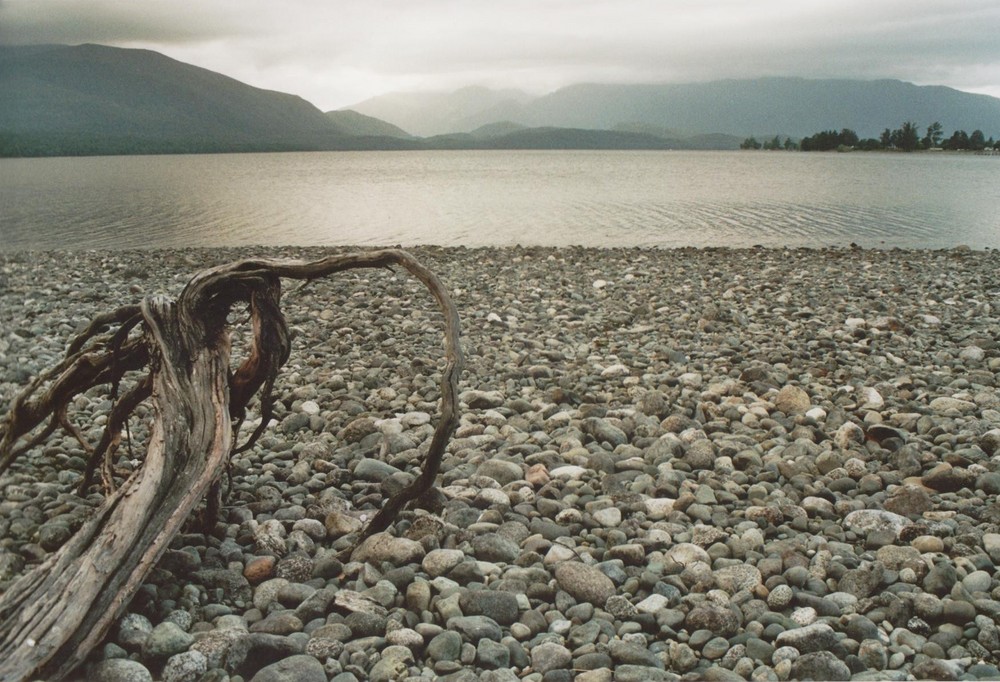 Wurzel am Lake Wanaka