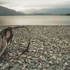 Wurzel am Lake Wanaka