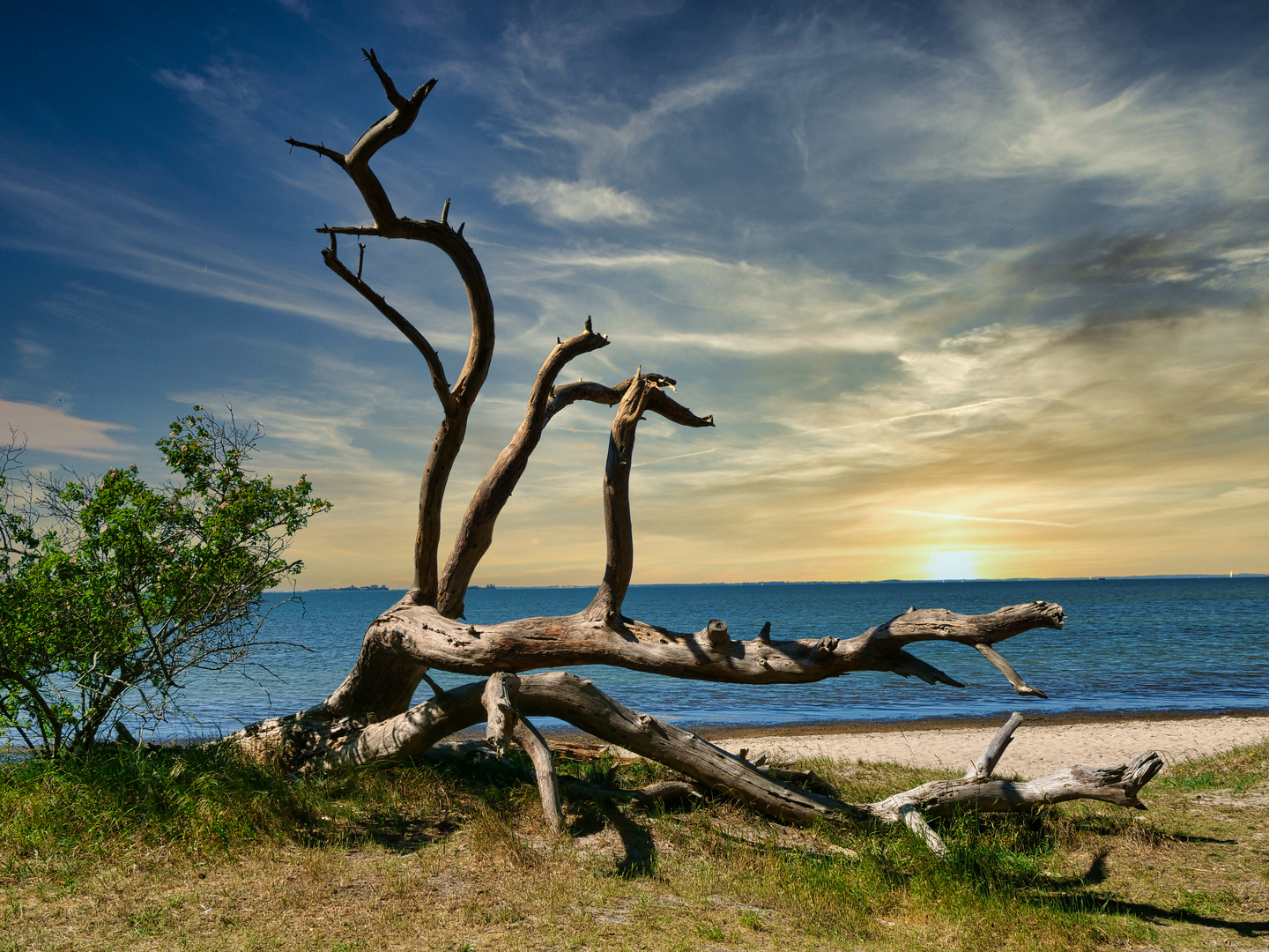 Wurzel am Meer