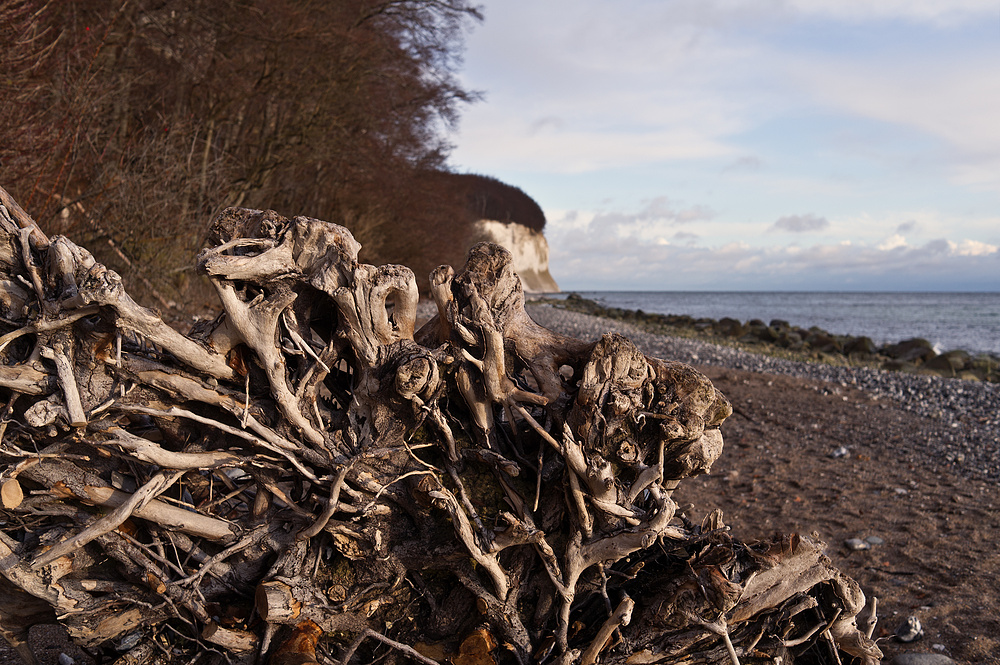 Wurzel am Rügenstrand