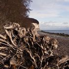 Wurzel am Rügenstrand