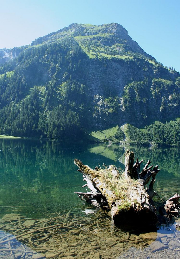 Wurzel am Vilsalpsee