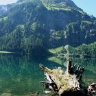 Wurzel am Vilsalpsee