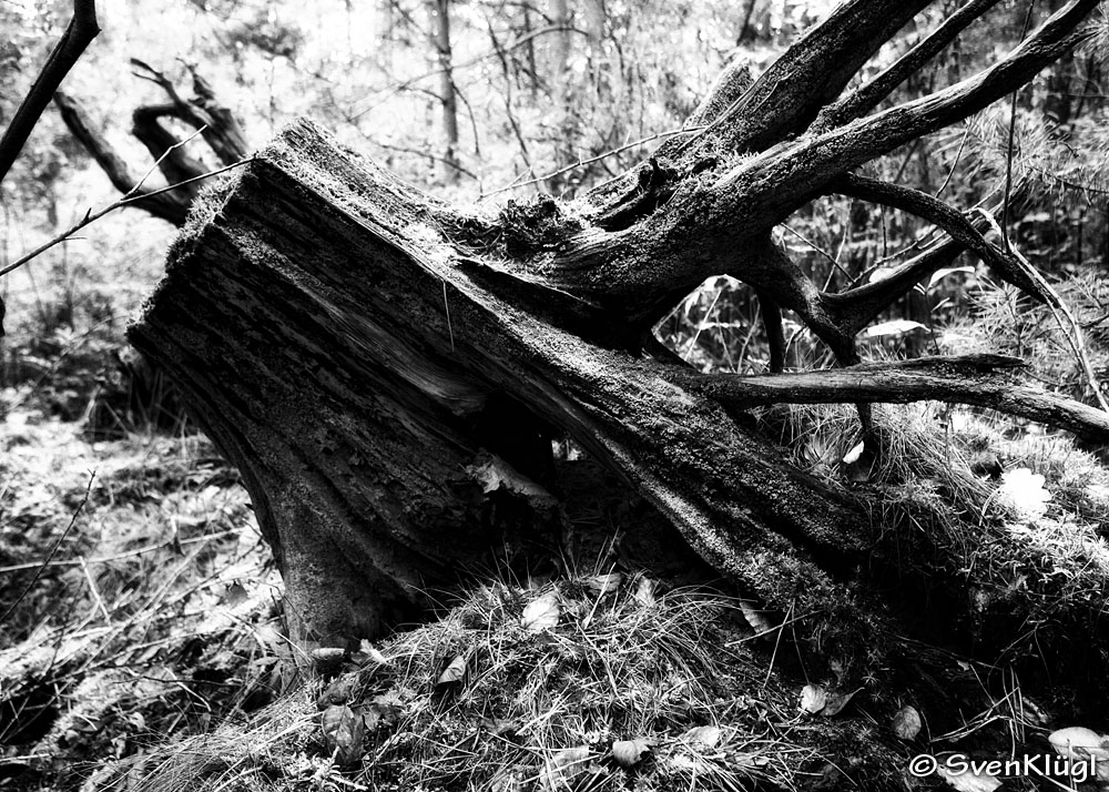 Wurzel am Waldweg