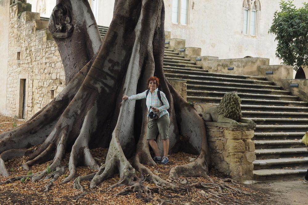 wurzel ficus elastica