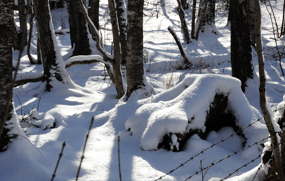 WURZEL IM SCHNEE