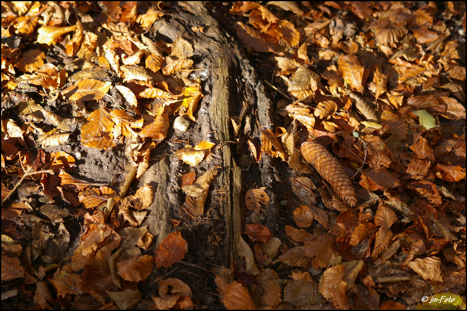 Wurzel im Sonnenstrahl