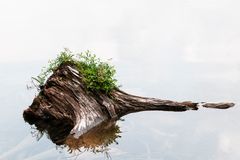 Wurzel im Vilsalpsee