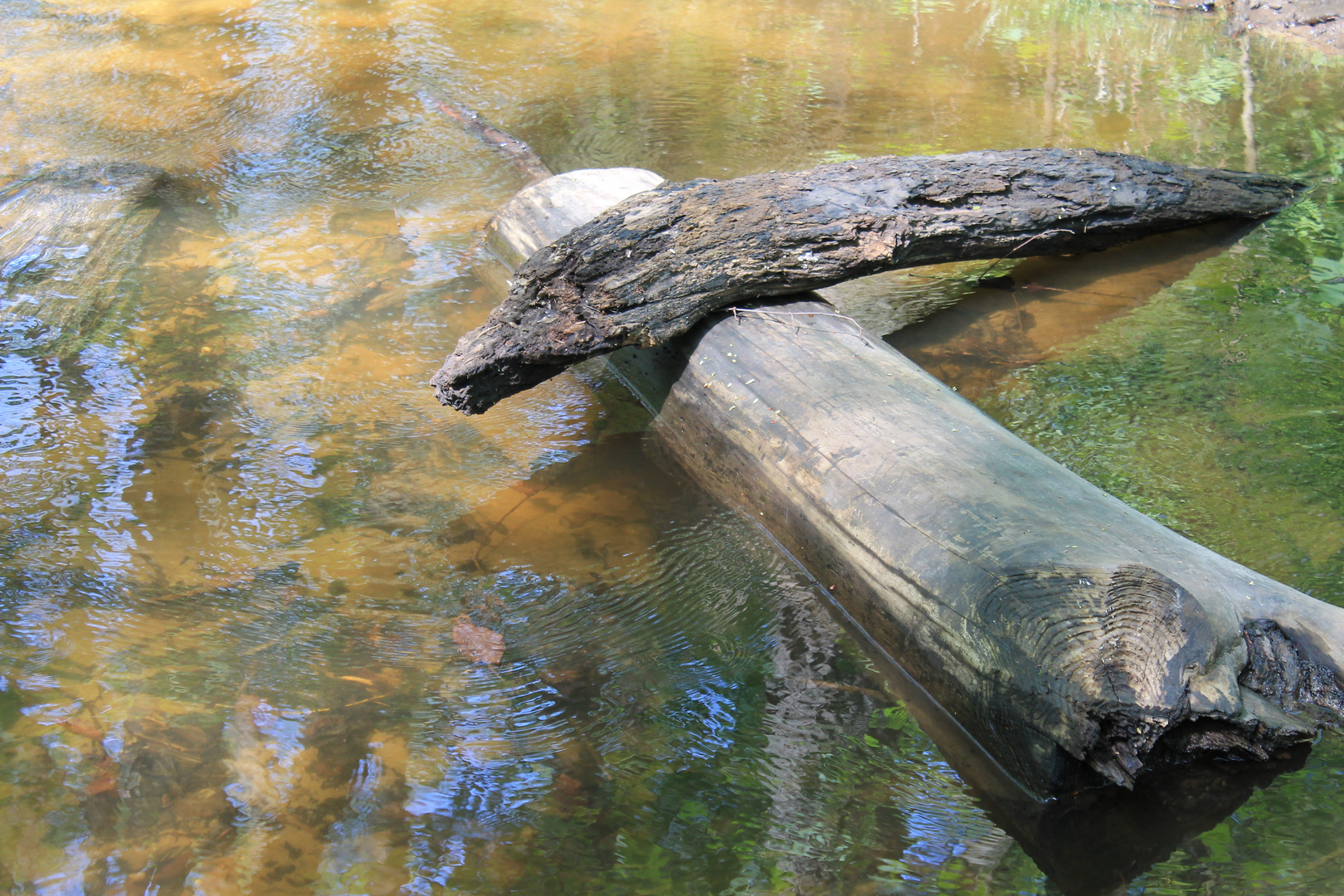 Wurzel im Wasser