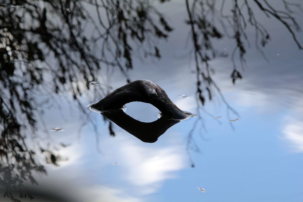 Wurzel im Wasser