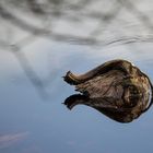 Wurzel im Wasser