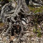 Wurzel Impressionen vom Eibsee #2