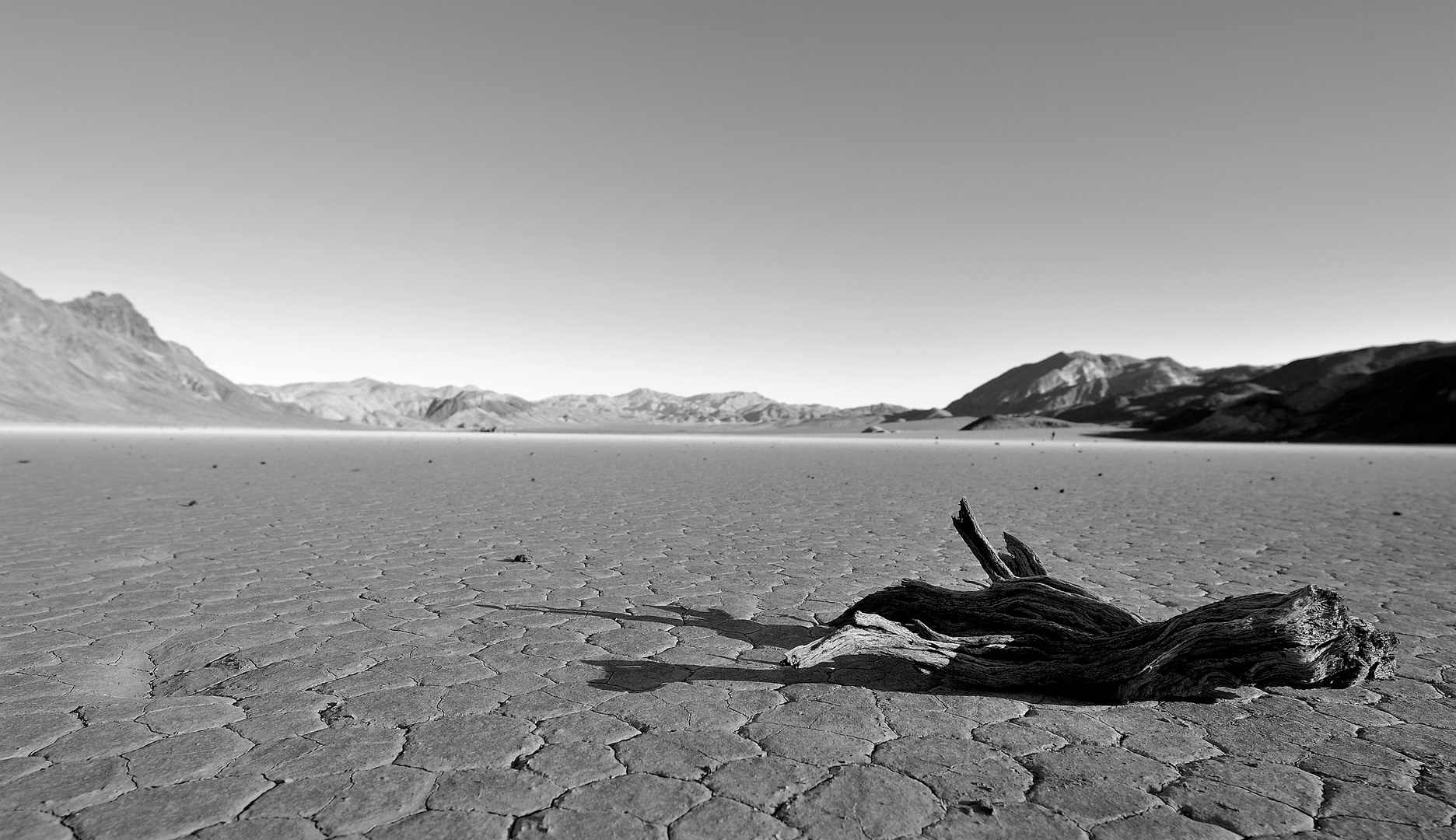 Wurzel in der Racetrack Playa