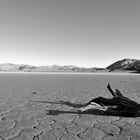 Wurzel in der Racetrack Playa