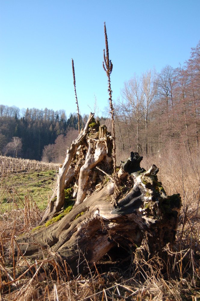 Wurzel mit 2 Lanzen