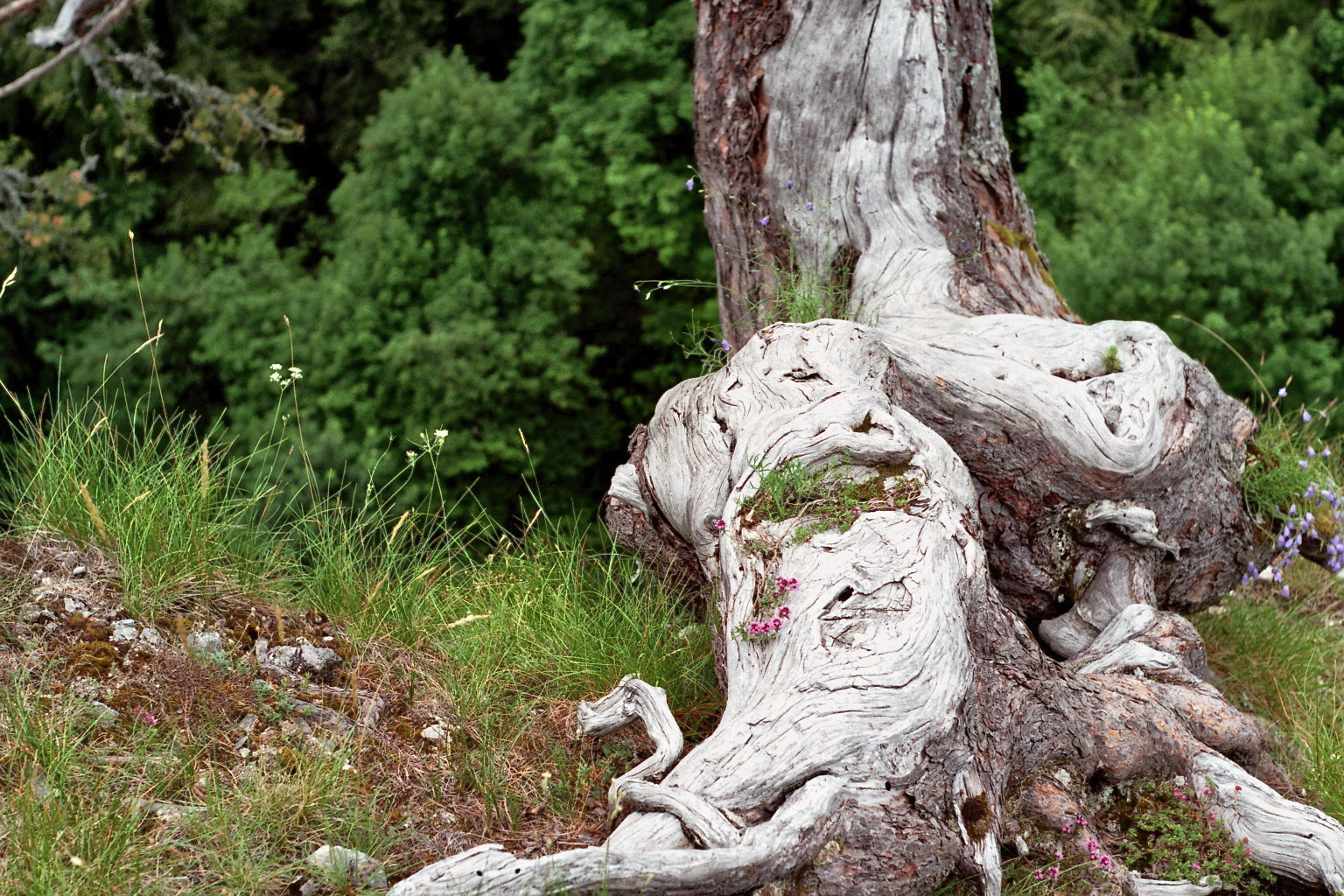 Wurzel mit Blume