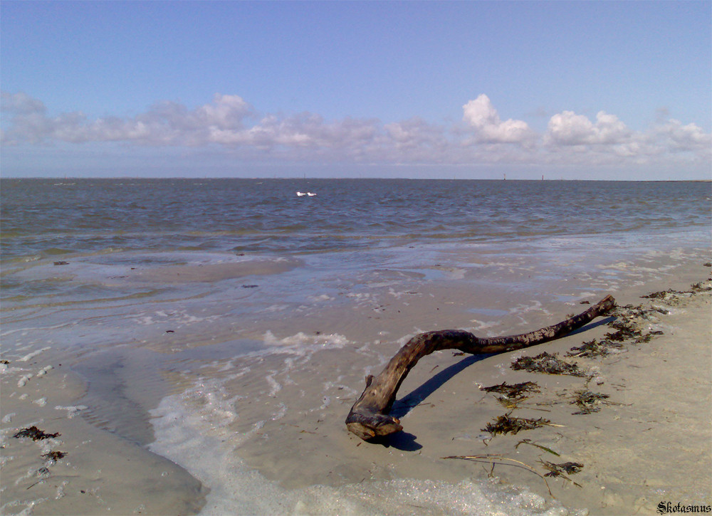 Wurzel Strandgut Nordsee