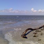 Wurzel Strandgut Nordsee