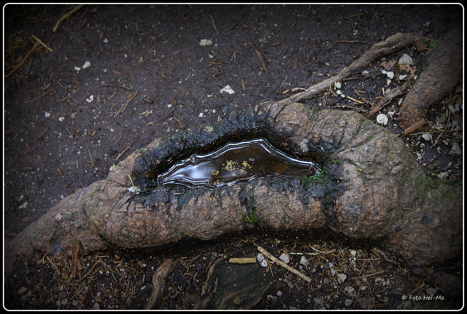 Wurzel und Wasser