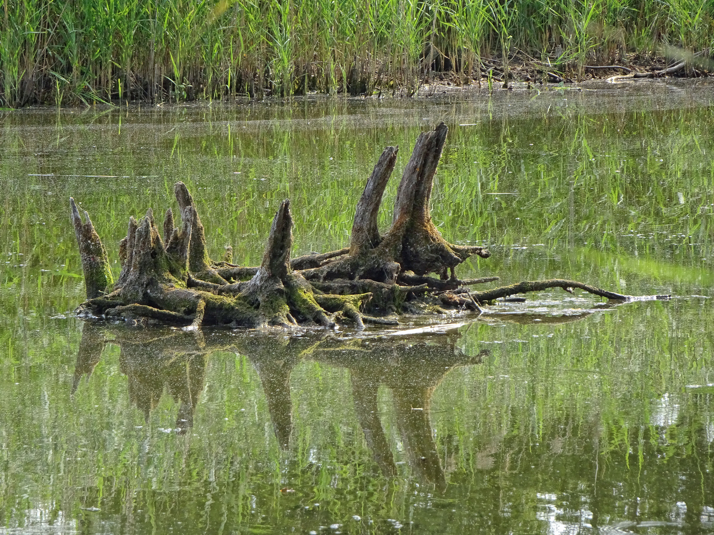 Wurzel waren lange unter Wasser