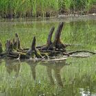 Wurzel waren lange unter Wasser