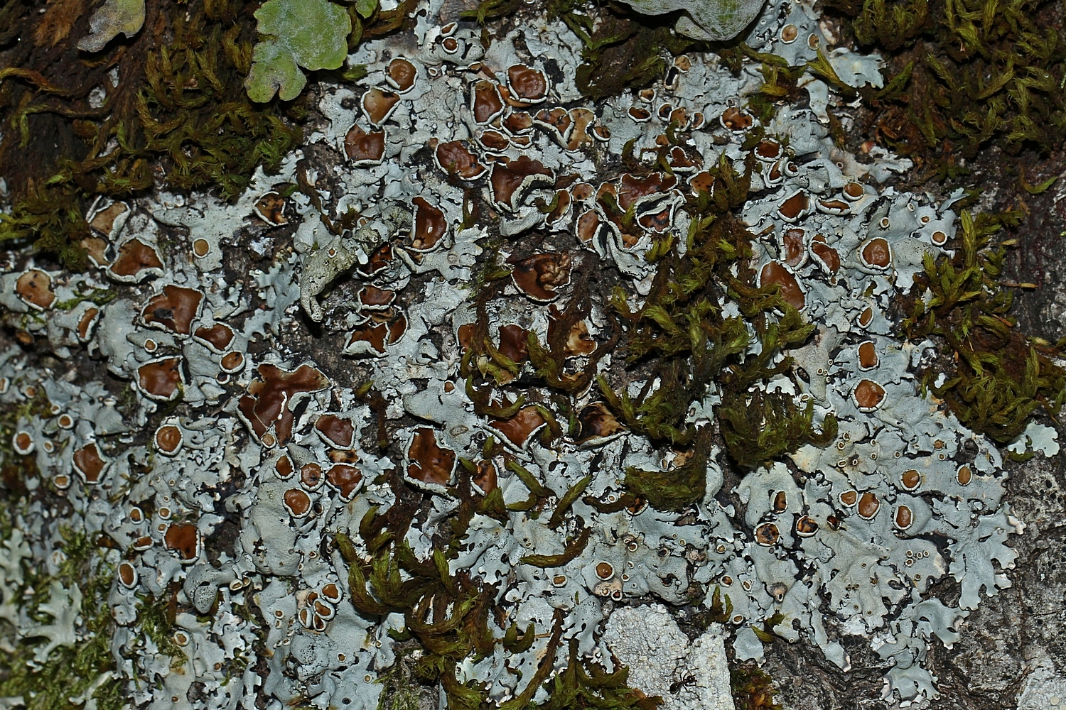 Wurzelfrüchtige Eichen-Schüsselflechte (Parmelina carporrhizans)