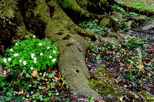 wurzelgarten