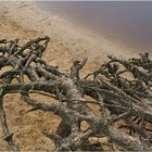 Wurzelgeflecht über dem Sand an der Dinkel