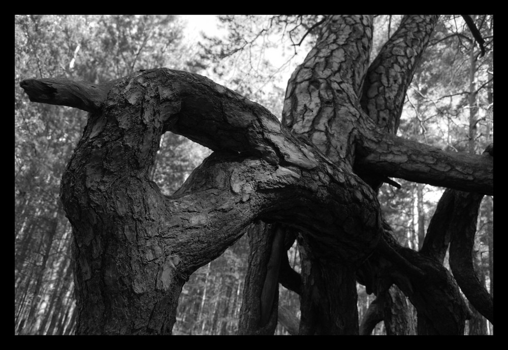 Wurzelkiefer im Dahme-Spree-Land (Detail)