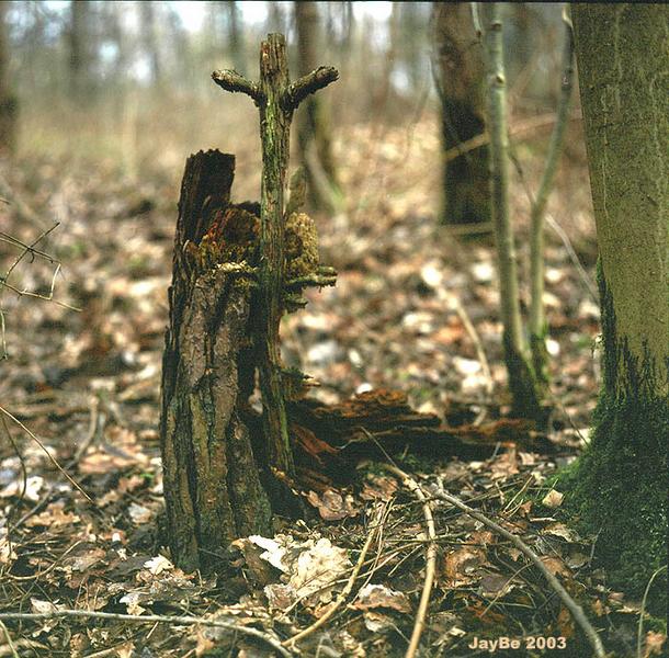 WurzelKreuz