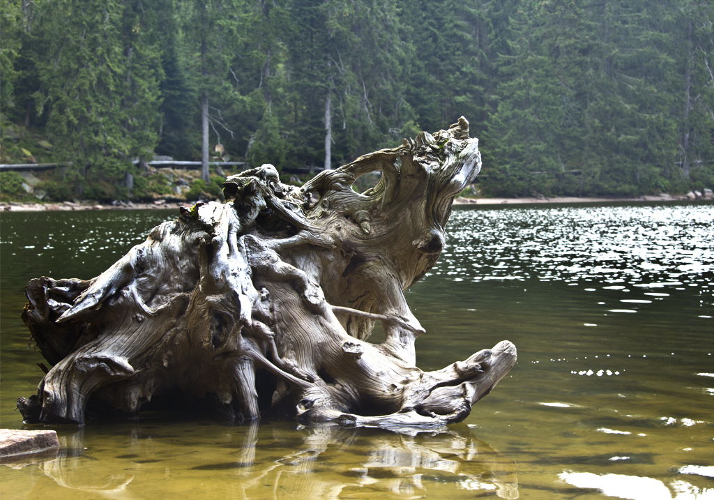 Wurzelkunstwerk im Mummelsee (Schwarzwald)