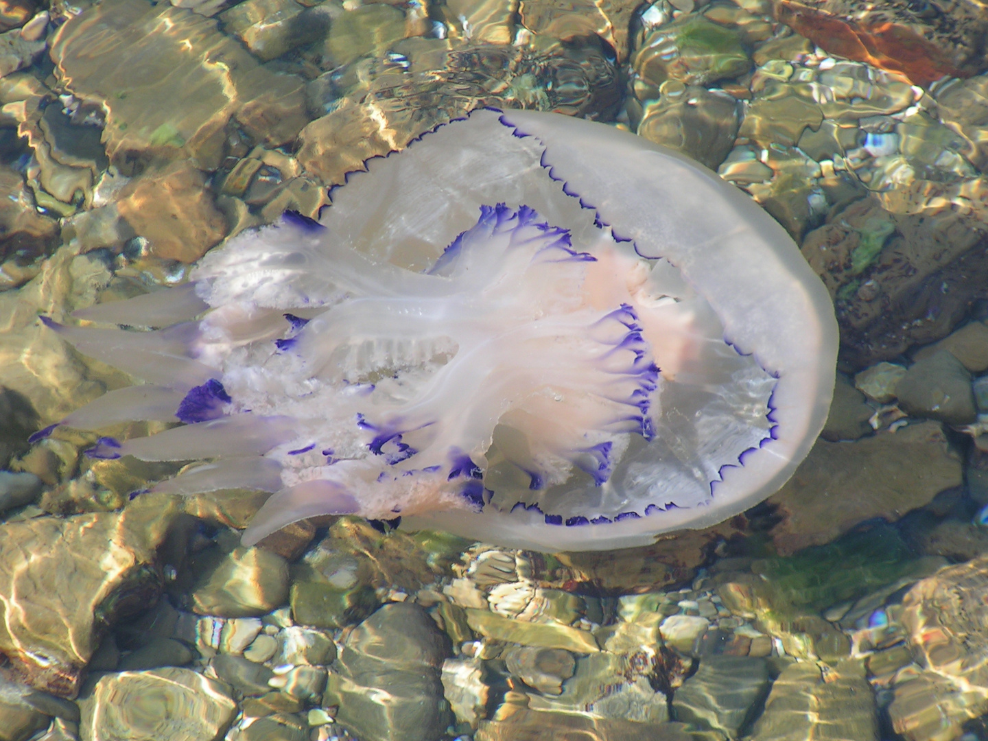  Wurzelmundqualle (Rhizostoma octopus)