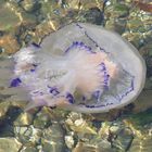  Wurzelmundqualle (Rhizostoma octopus)