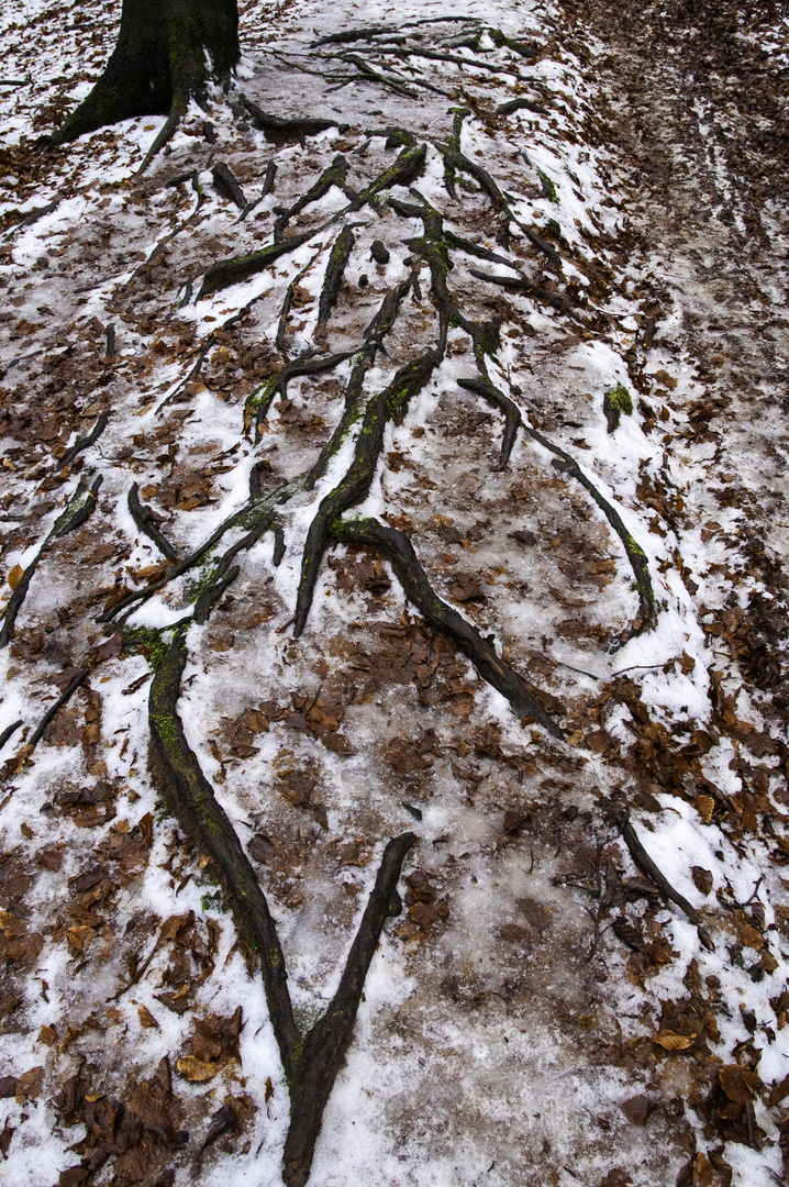 Wurzelmuster im Siebengebirge