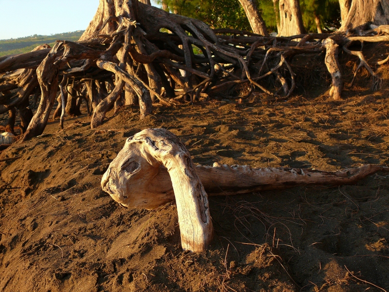 Wurzeln am Strand