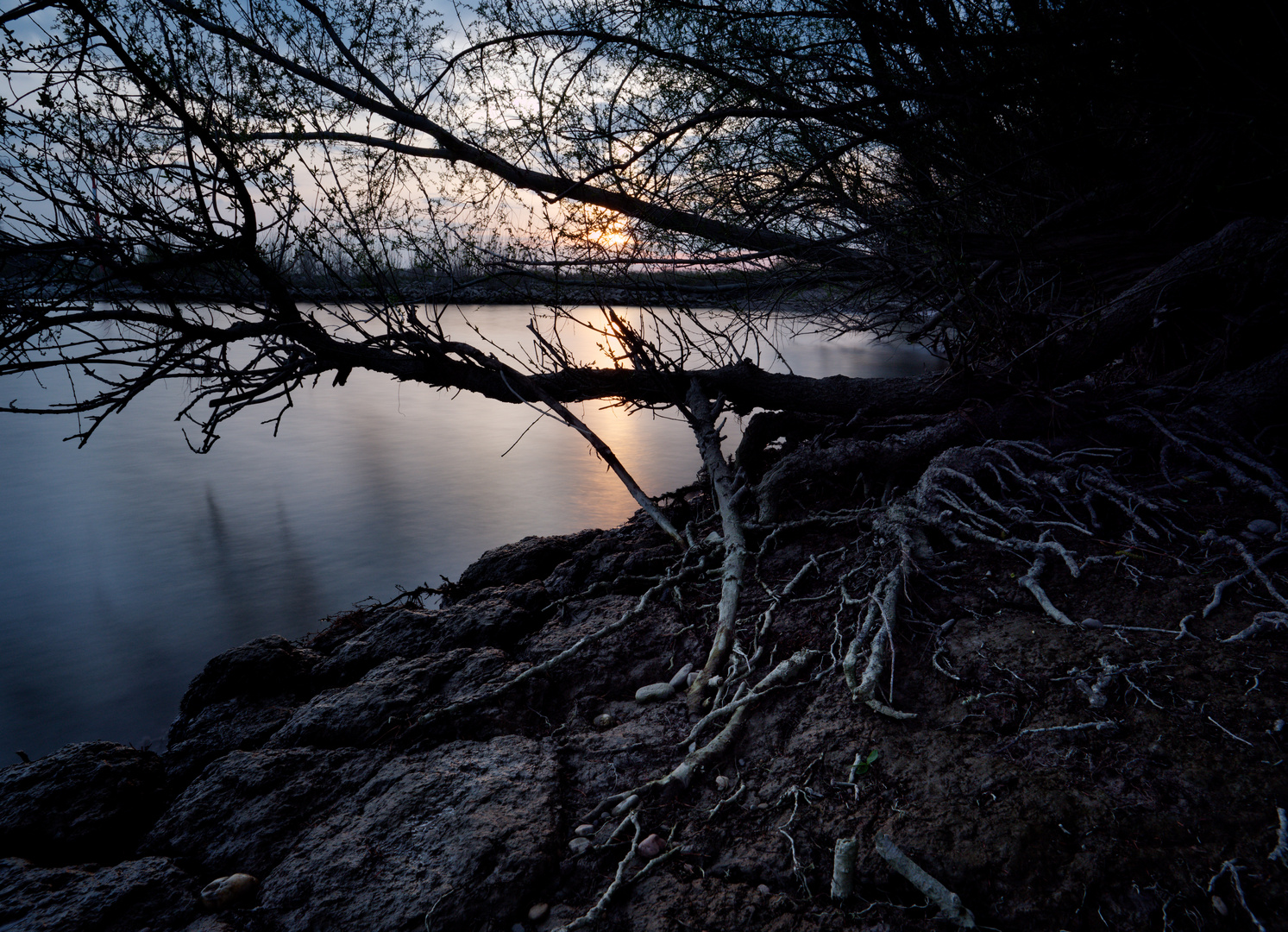 Wurzeln am Ufer