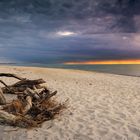 Wurzeln am Weststrand