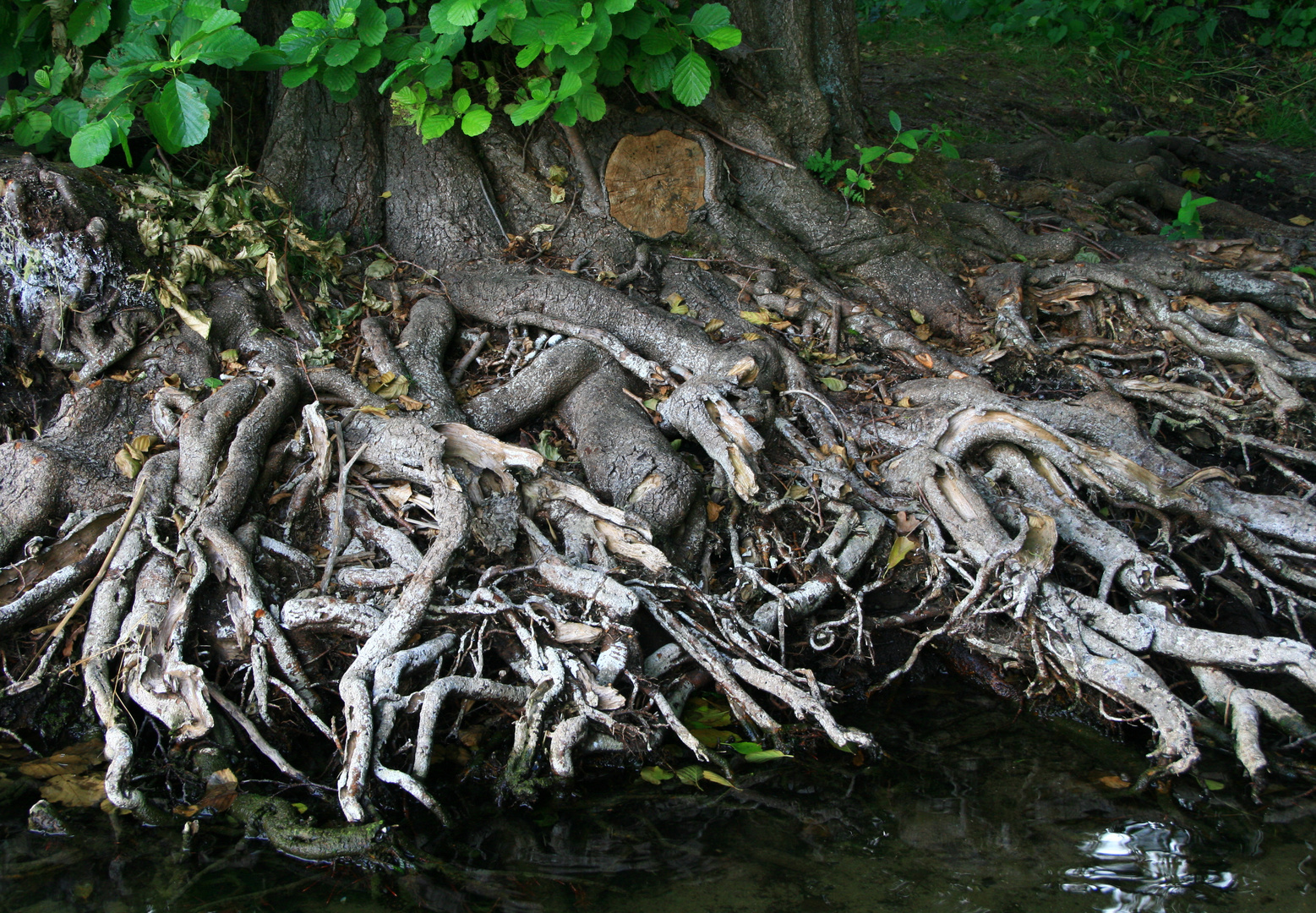 Wurzeln am Wolletzsee