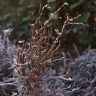 Wurzeln gefroren in der Sonne