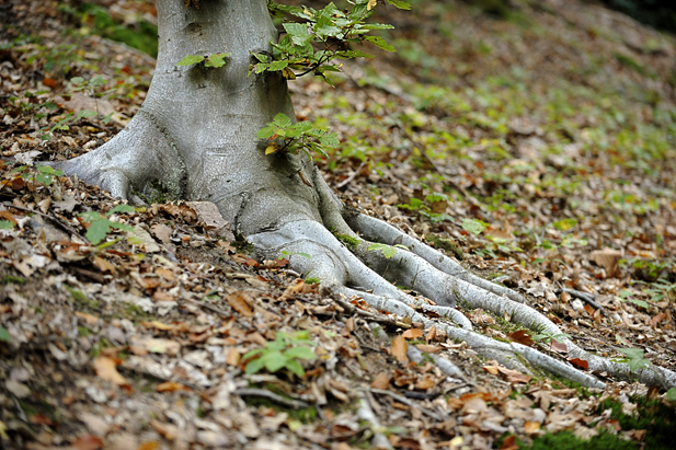 Wurzeln im Herbst