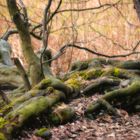 Wurzeln in Herbststimmung