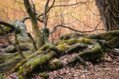 Wurzeln in Herbststimmung