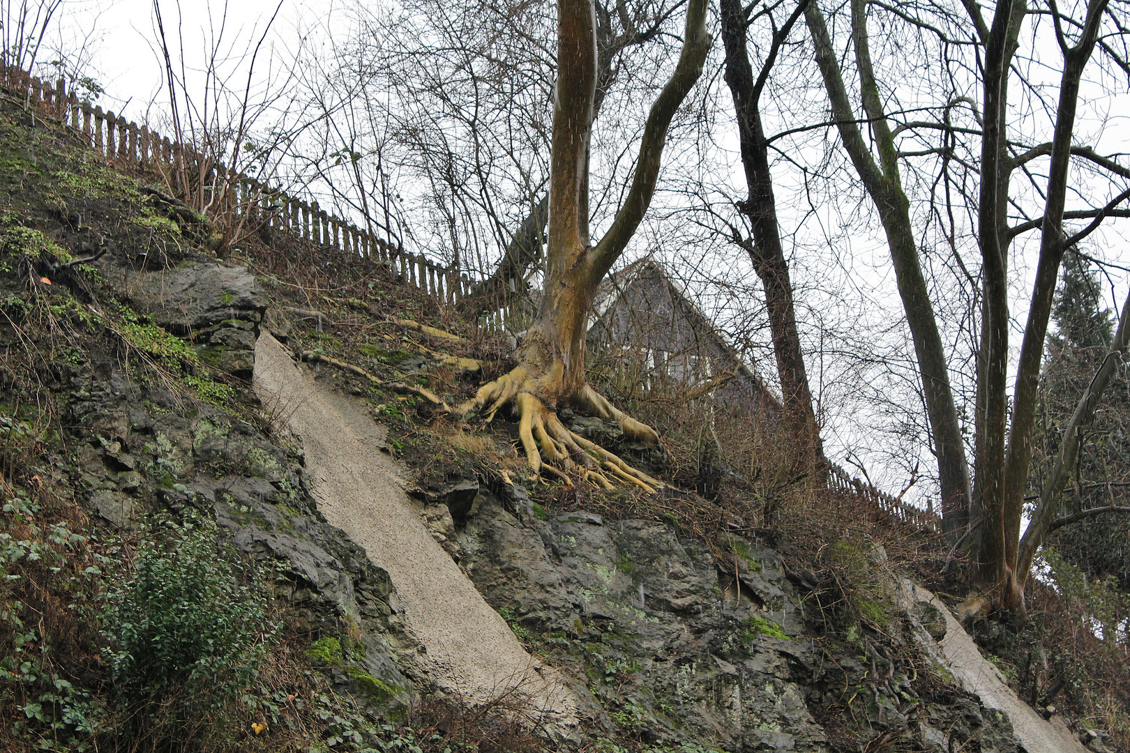 "Wurzeln schlagen in Wuppertal"°